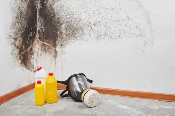 Best Certified Mold Removal  in Sparrow Bush, NY