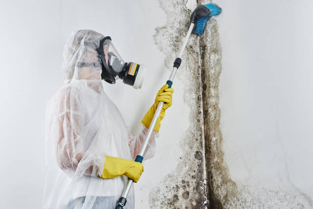 Best Crawl Space Mold Removal  in Sparrow Bush, NY