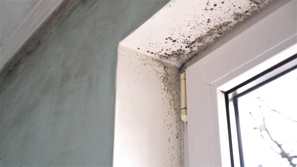 Best Toxic Mold Removal  in Sparrow Bush, NY