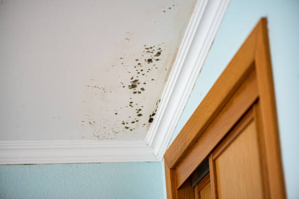 Best Professional Mold Removal  in Sparrow Bush, NY