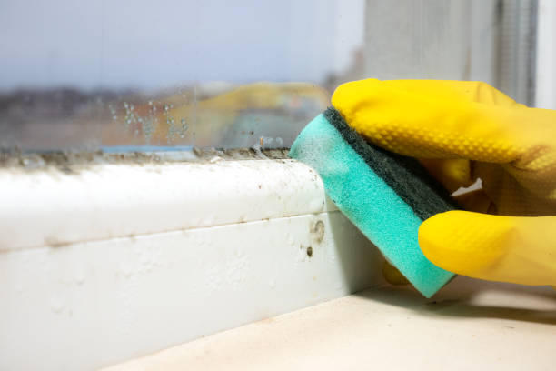 Best Attic Mold Removal  in Sparrow Bush, NY