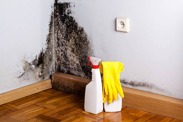 Best Residential Mold Removal  in Sparrow Bush, NY