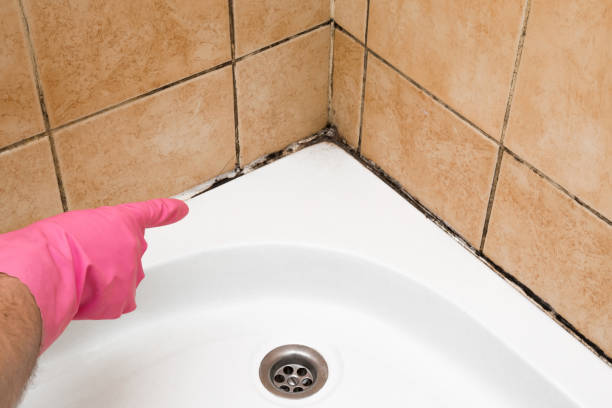 Best Mold Removal Company Near Me  in Sparrow Bush, NY
