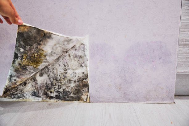 Best Affordable Mold Removal  in Sparrow Bush, NY